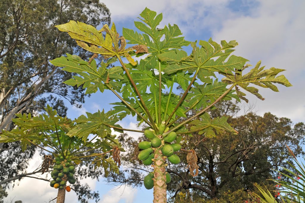 Two papaya trees at Ulupalakua by JGuerra