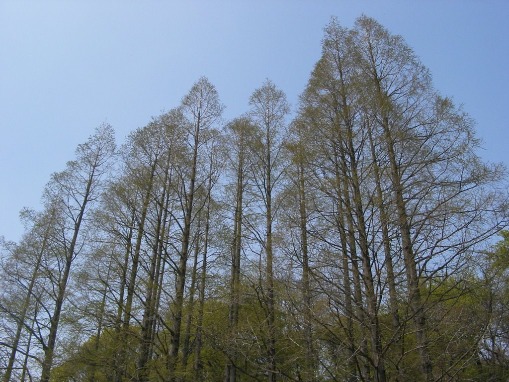 Redwoods in Koishikawa Botanical Gardens by Kunieda