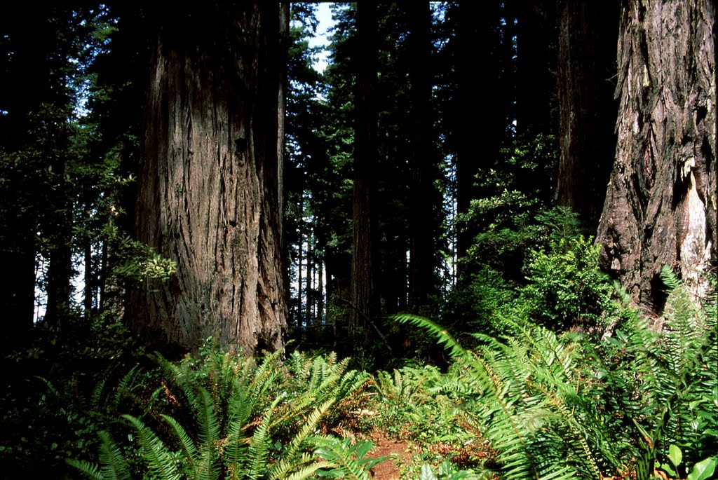 Redwood National Park, California by smmichie