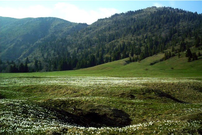 Il bianco dei crocus sulla piana by m.castelli