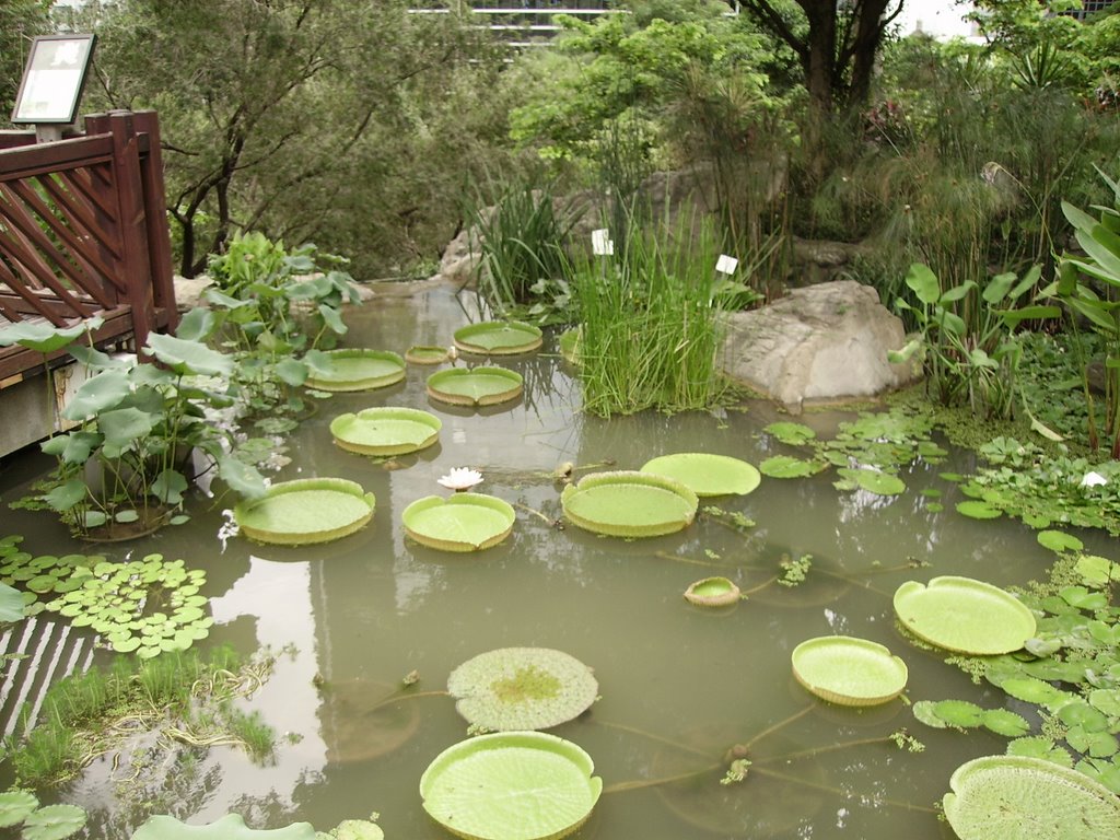 Waterplant at the botanical Garden at HK park by saschafuchs