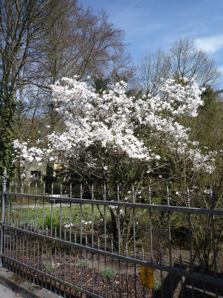 Blühende Sternmagnolie, 3.4.2011 by MichaelR