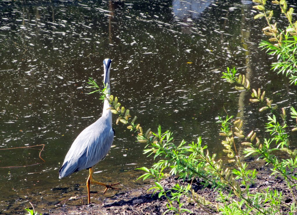 Carlisle Park - Morpeth : Northumberland by Calroy