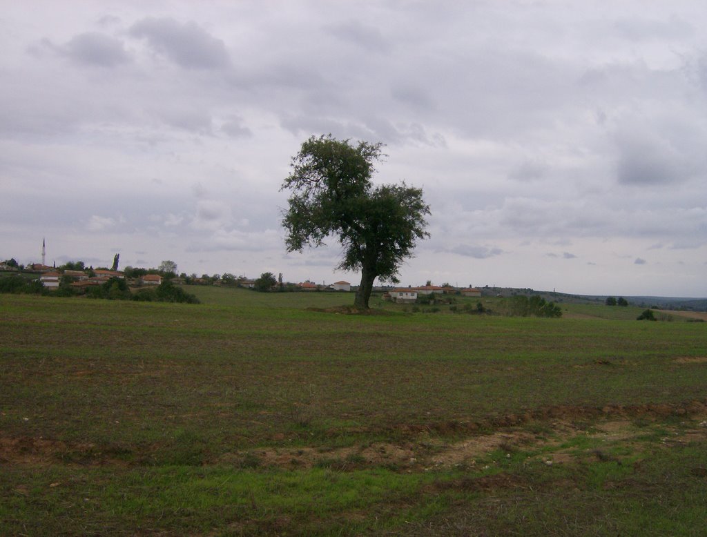 Ağlat ağacı-Wild pear by Bahattin Gülşen