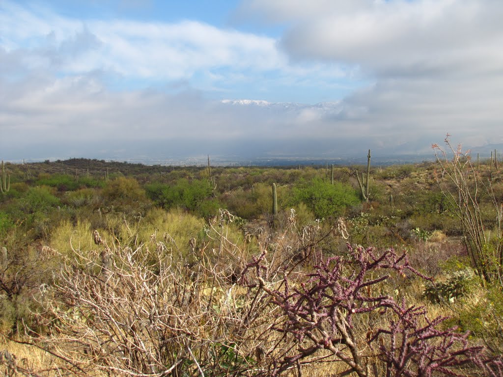 Mount Lemmon from Cactus Forest Drive by Chris Sanfino