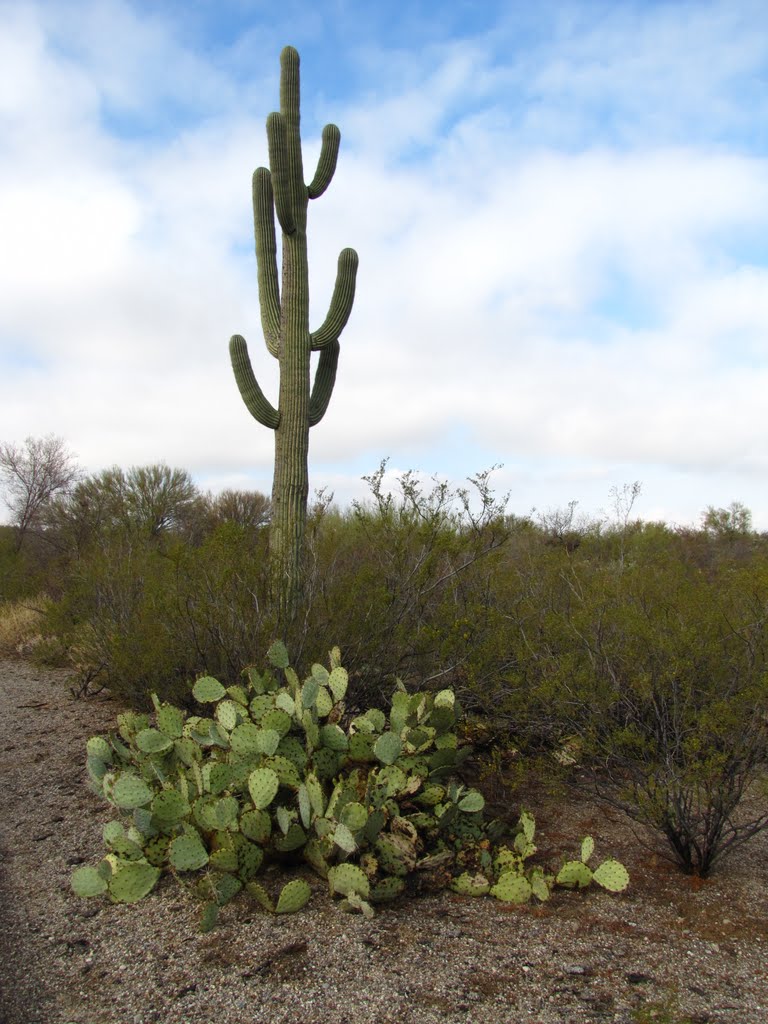 Saguaro on Cactus Forest Drive by Chris Sanfino