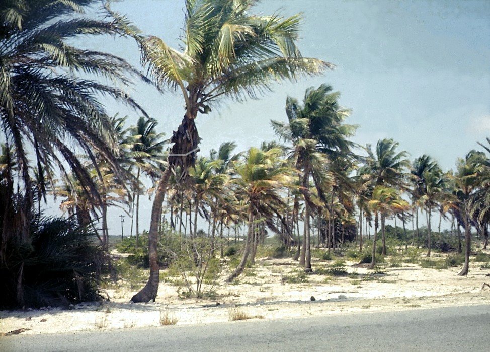 Palm Beach 07-1972 by Hans van der Aalst