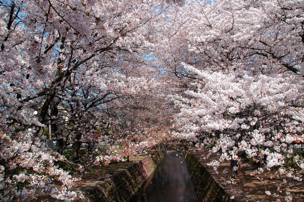 大和千本桜(Yamato one-thousand cherry blossoms lane) by 9m2ji1etu