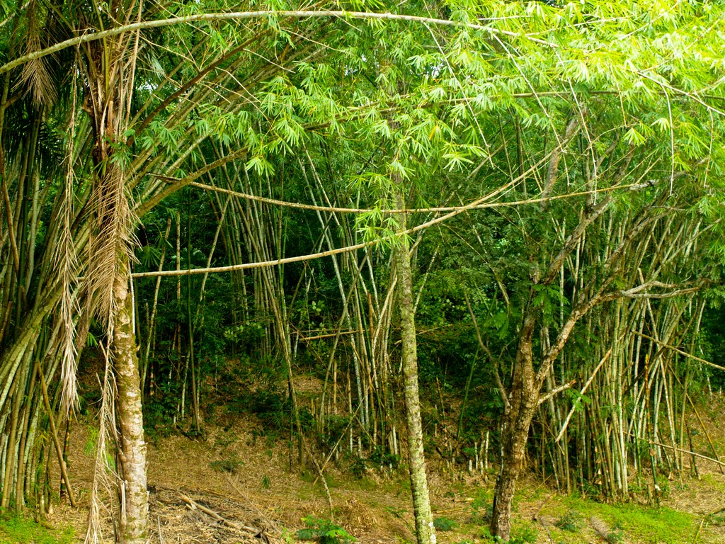 Bamboo forrest by Klaus Merckens