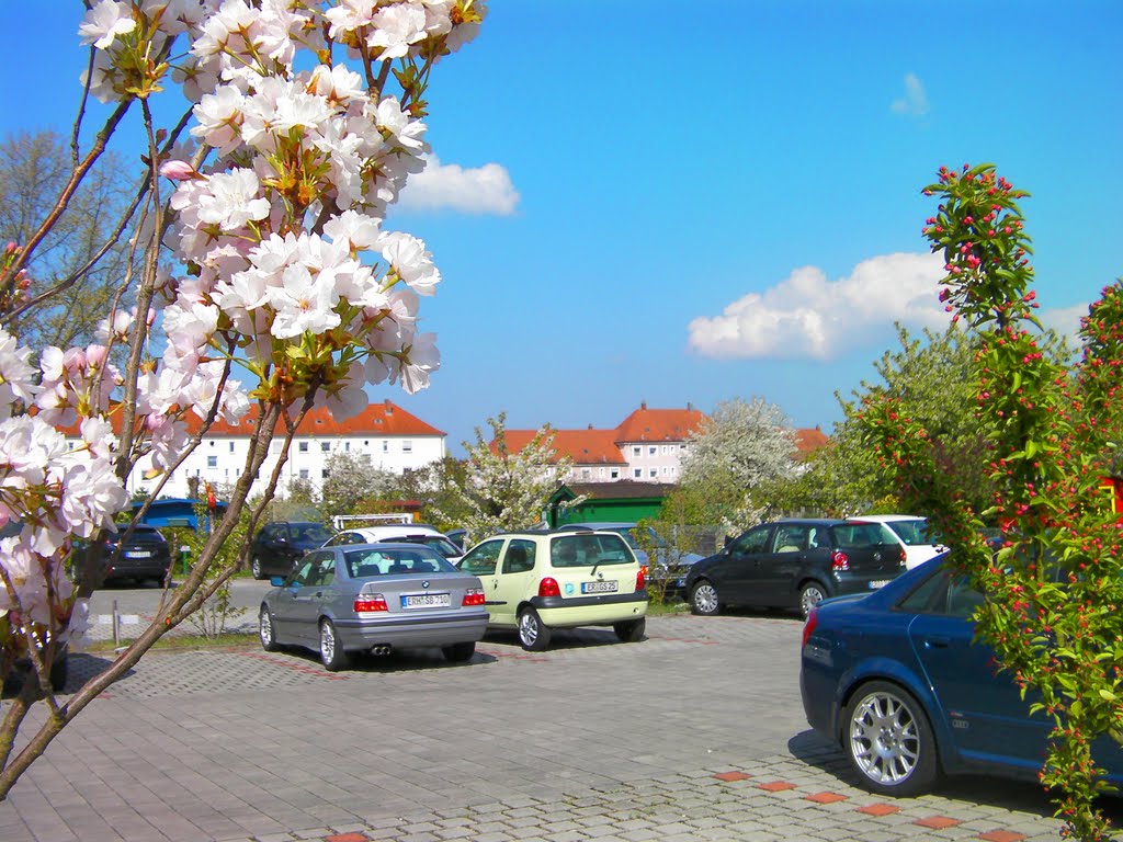 Kirschblüte im Hinterhof by Gaißenpeter