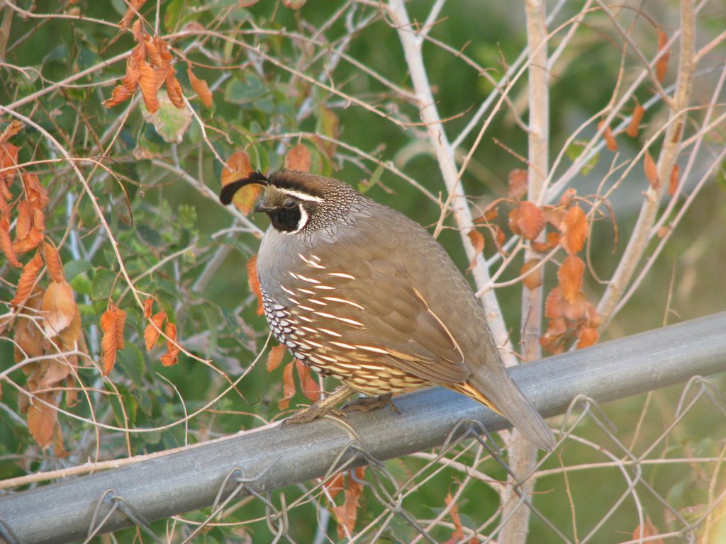 Father Quail by Dana Jensen