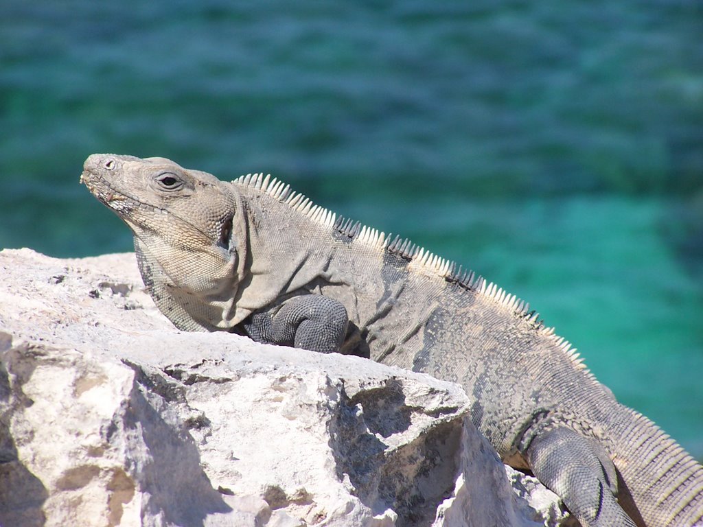 Spiny-tailed Iguana by WildernessShots.com