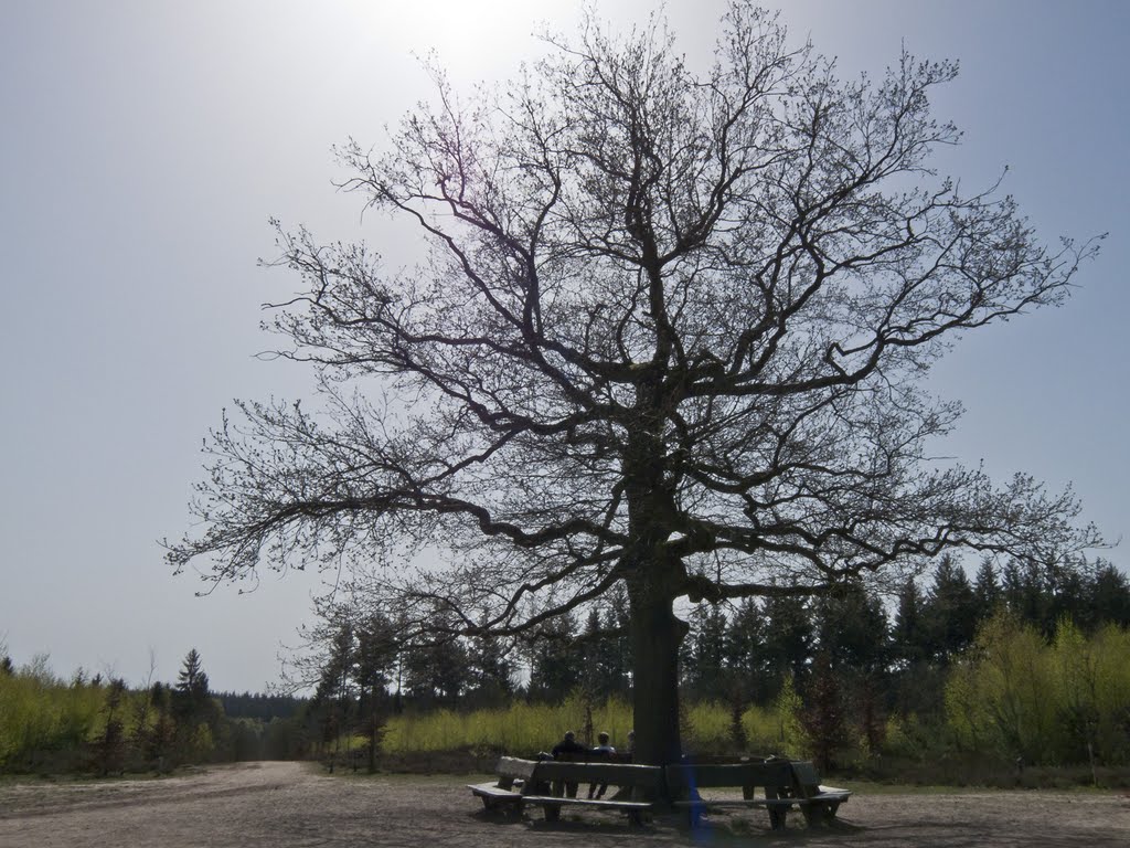 Boom op heuvel op Amerongse Berg (SE) by Sjaak Elzinga