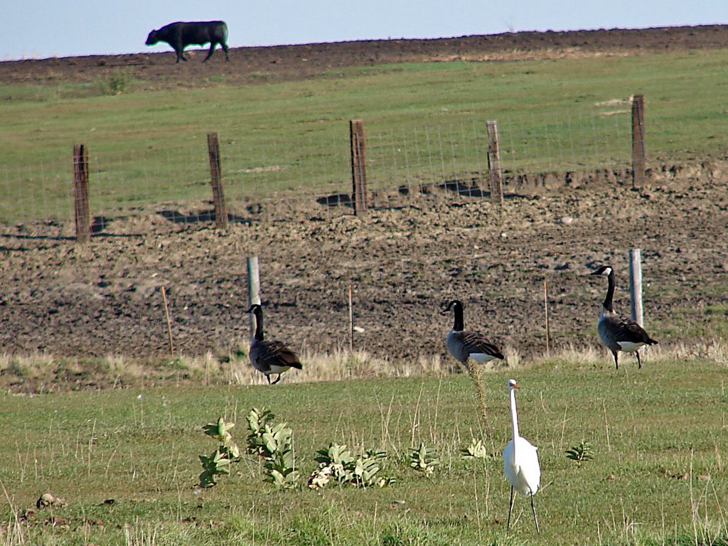 Dakota Critters by Jay Reeve