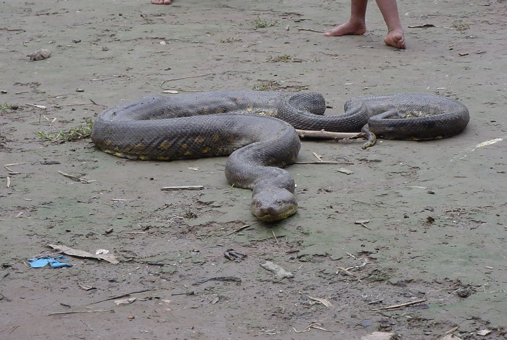 Green Anaconda, one of the largest South American snakes by marksmith227