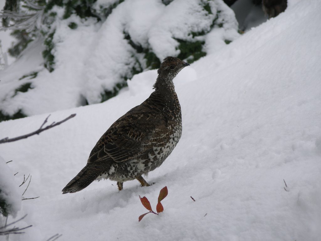 Grouse on Poet Ridge by eforhan