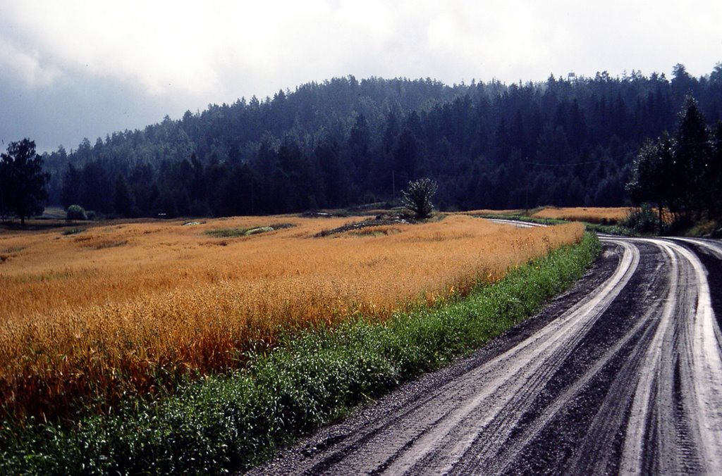 Wheat Field by David Ahrenberg