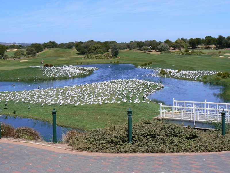 Plenty of Birdies at Eagle Ridge by machaggis