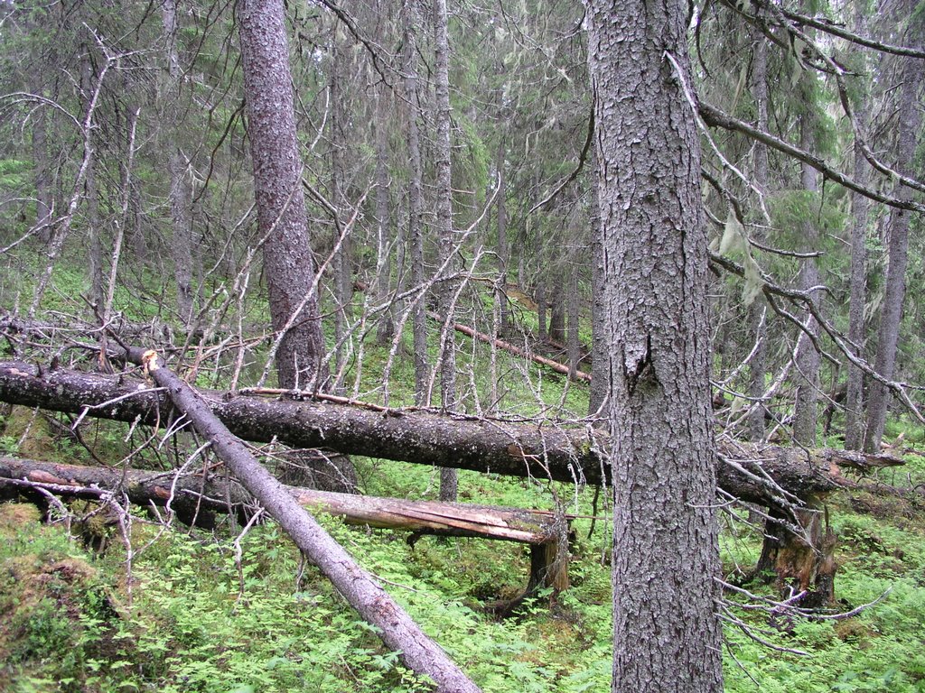 Norrsjö threatened old-growth forest 7 by OlliM