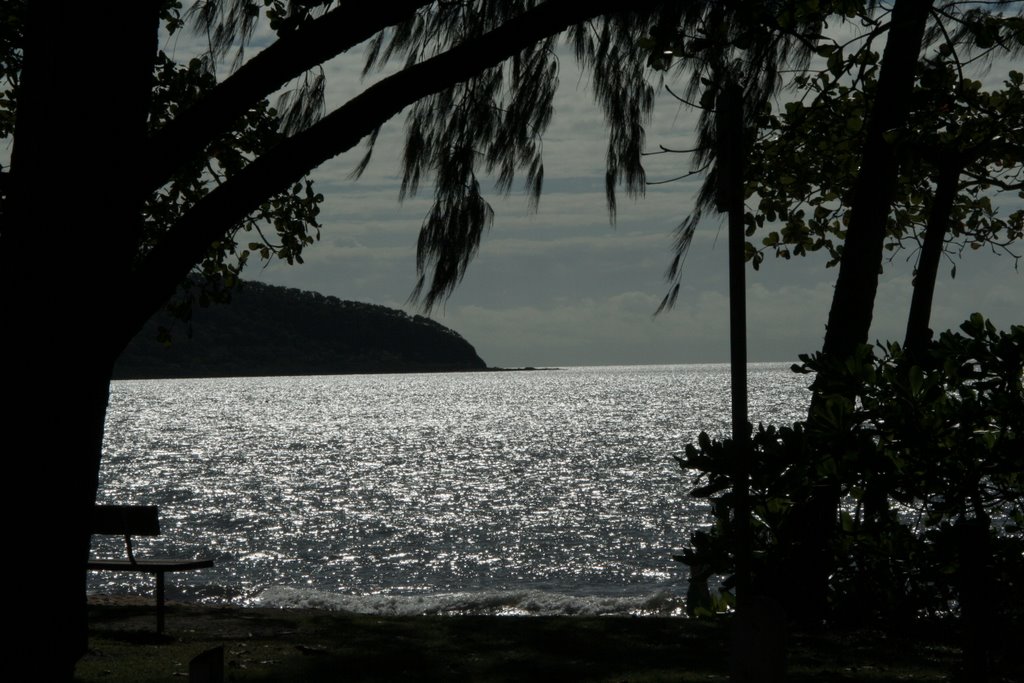 Palm Cove by Pieter