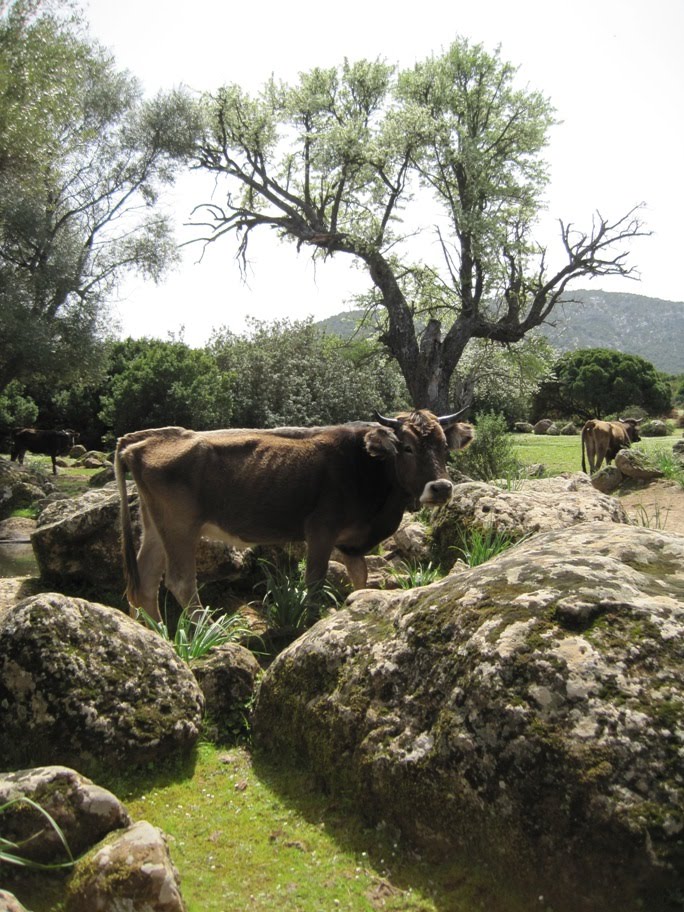 Cows at Golgo by bencarlson56