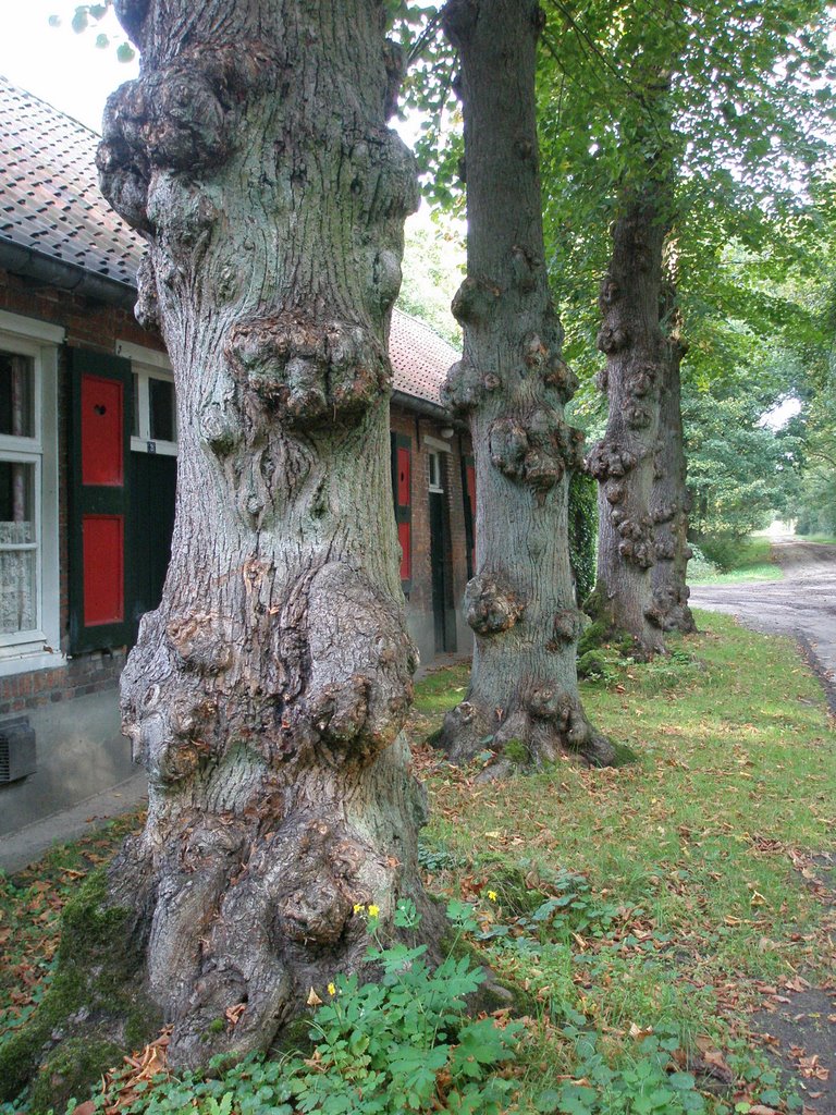 Turnhout, Elzenstraat by Jan de Swart