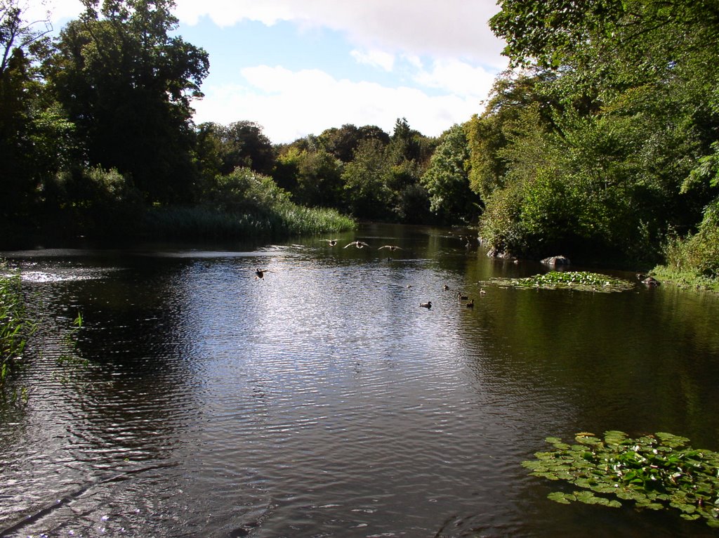 Ducks flying across Cardoness Pond, near Gatehouse of Fleet by © Douglas MacGregor