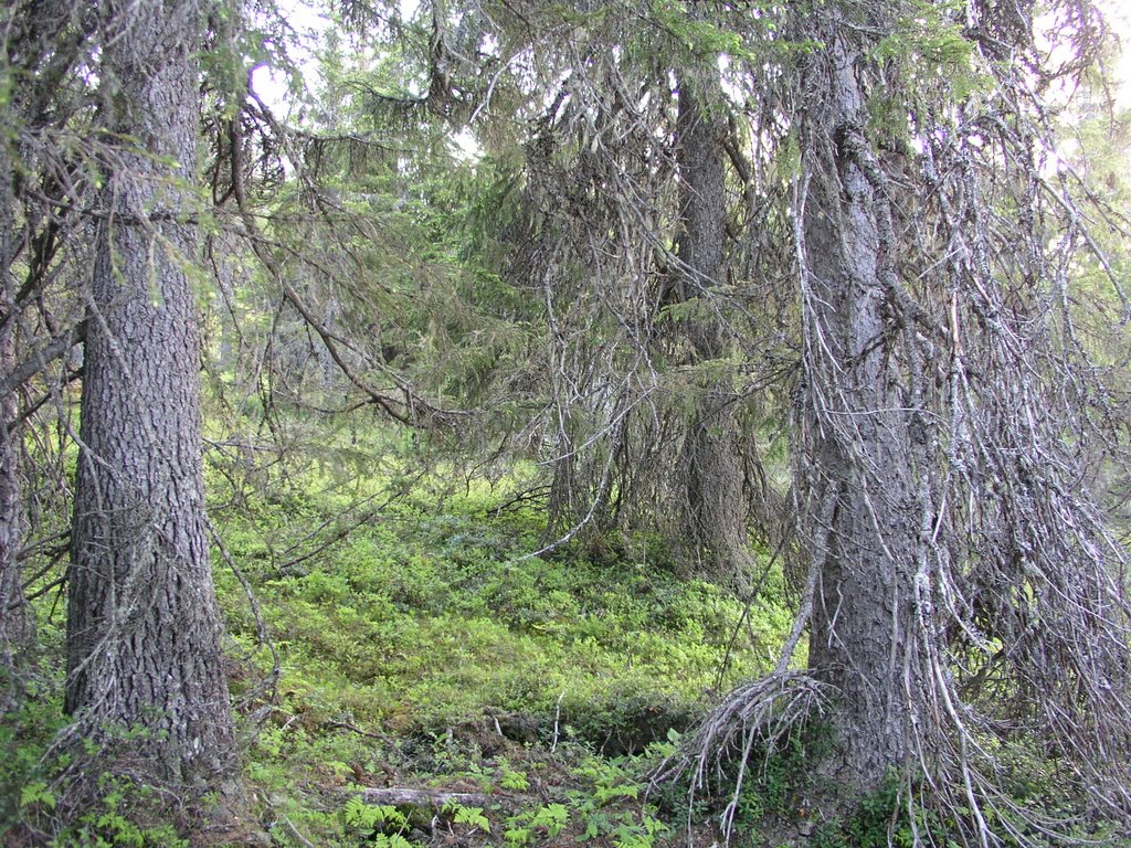 Brunberget unprotected old-growth forest 3 by OlliM