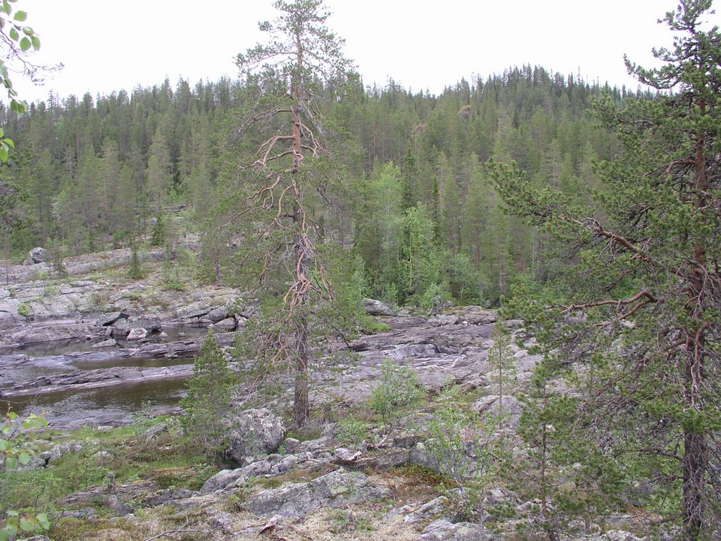 Lill-Tvärselet unprotected old-growth forest 8 by OlliM