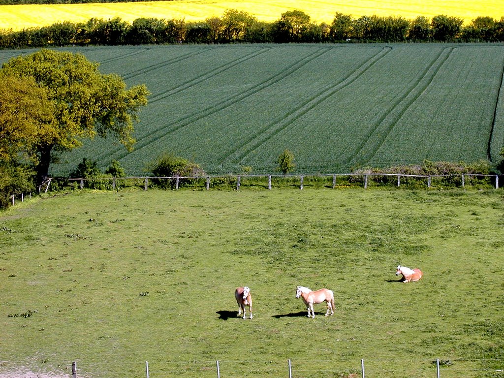 Baggelan, Pferdekoppel und Feld (2004) - im Hintergrund Rapsfelder. by Karl-Heinz Eichhorn