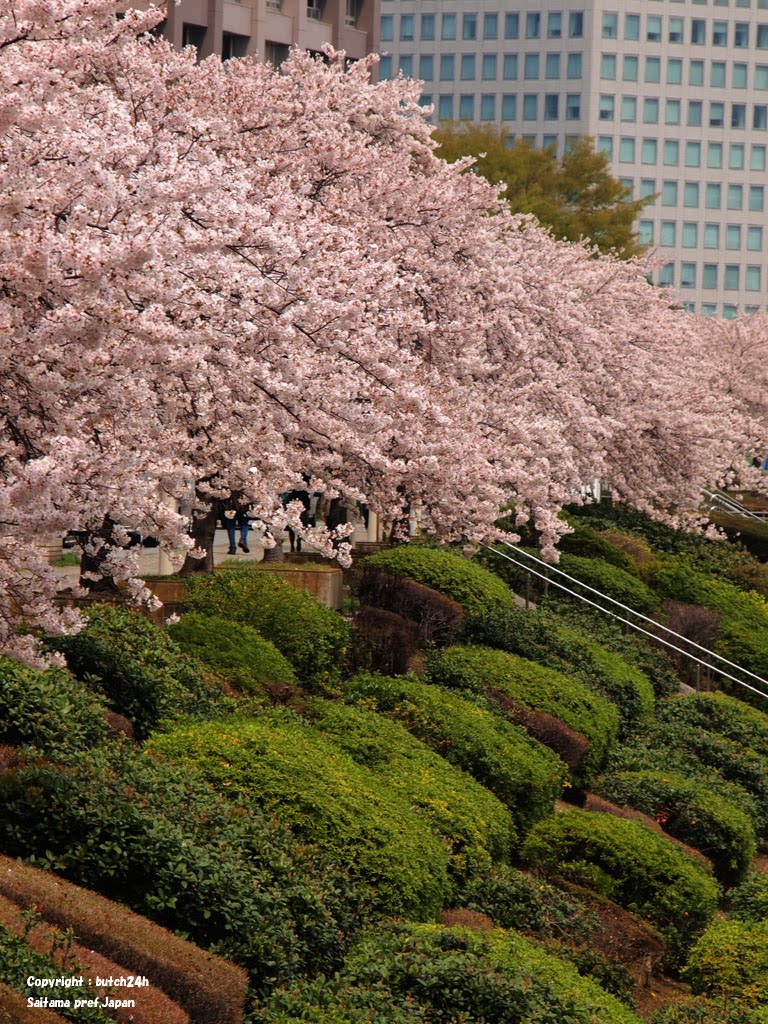 Ishikawajima,Chuou ward,Tokyo　石川島（東京都中央区）２０１１年４月１１日 by butch24h