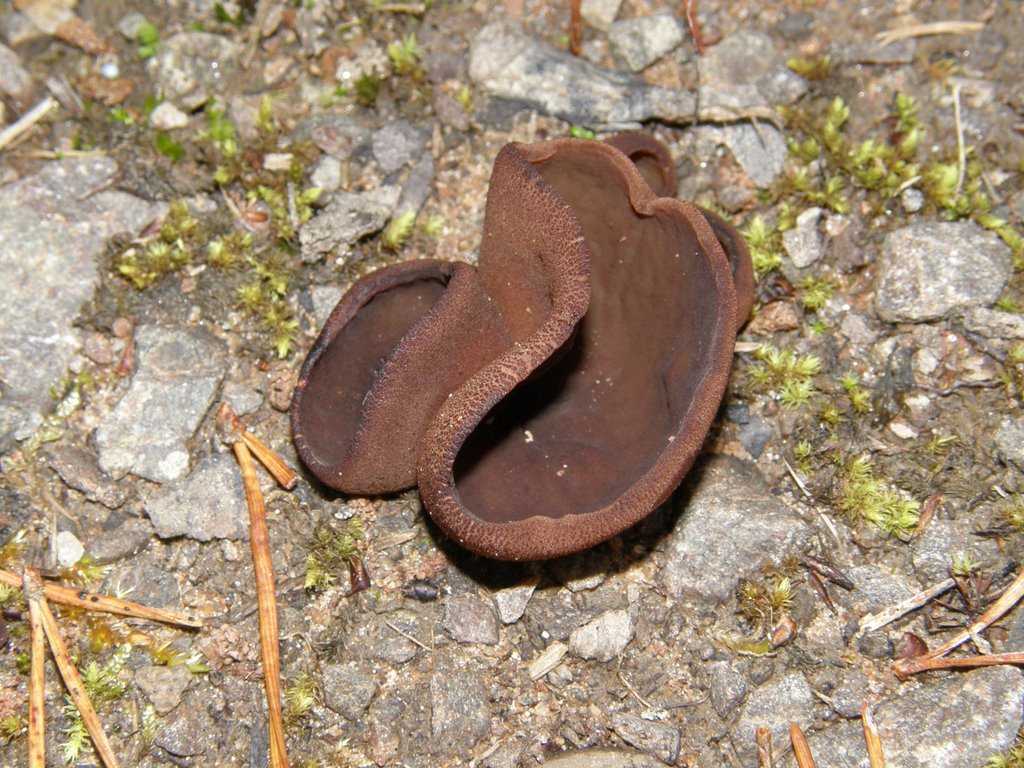 Mushroom around Coire Loch by bainketa