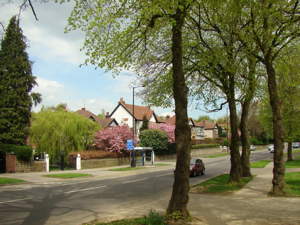 Spring on Ecclesall Road South 2, Ecclesall, Sheffield S6 by sixxsix