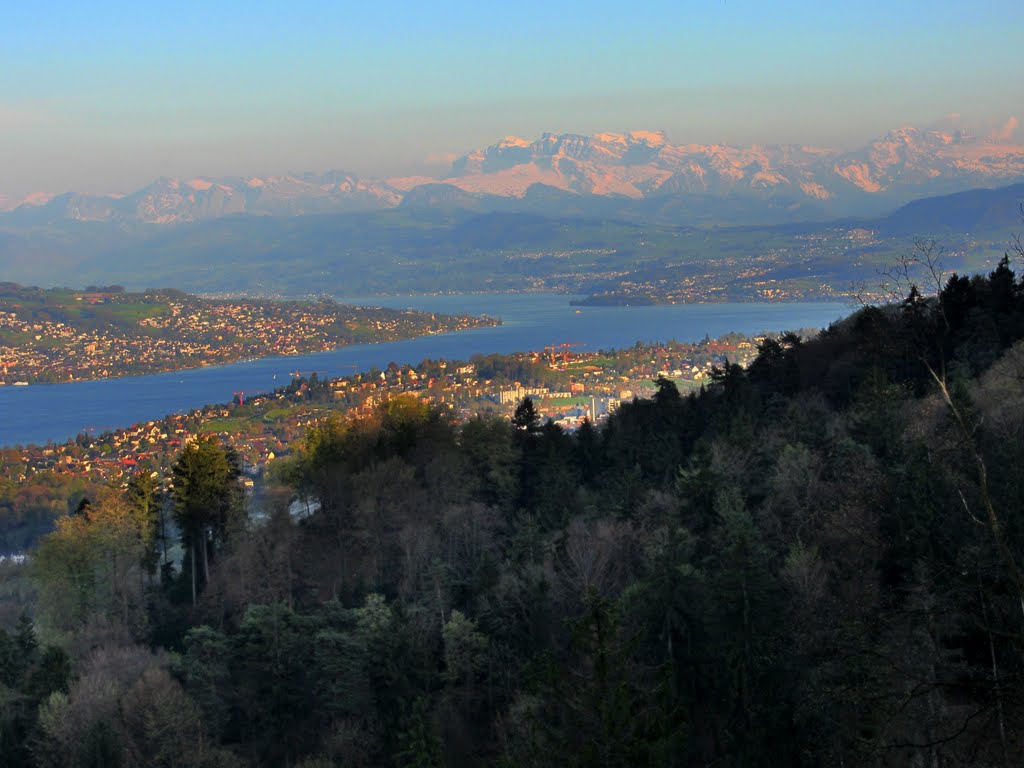 Il lago di Zurigo e le alpi Glaronesi nella luce del tramonto, dalle pendici dell'Uetliberg by Claudio Pedrazzi