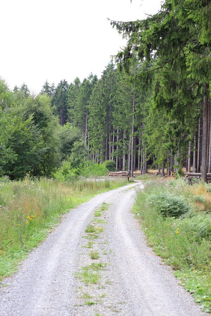 Weg Richtung Fürstenberg bergab by taix