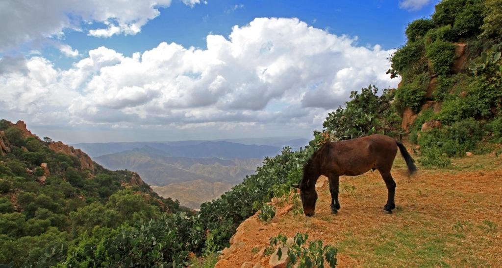 Horse in Debre Bizen 09 2010 ERITREA by Christian VIGNA