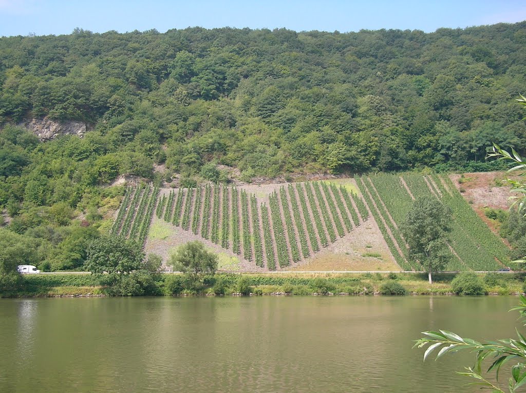 Der neue Wein für verliebte! by Det Lindinger