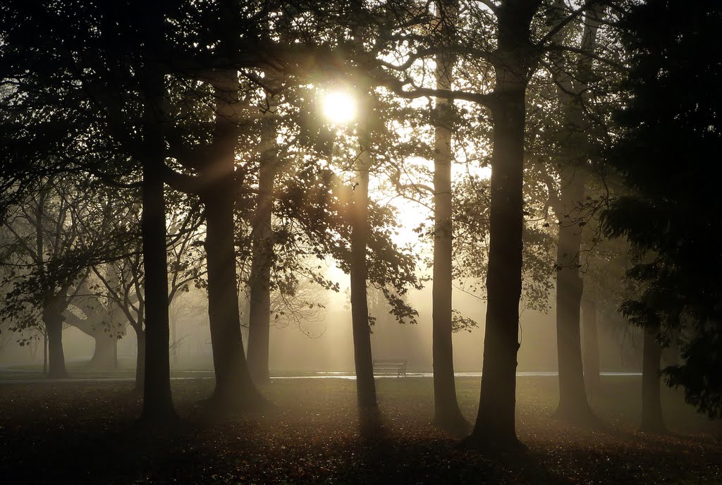 Coopers Fields Bute Park Cardiff by Steve Porteous