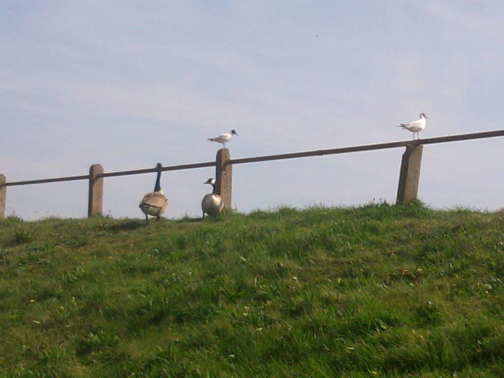 Birds at Fairhaven Lake by stufaz1972