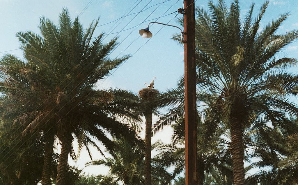 Irak - Storks on Palm by jerzyt21