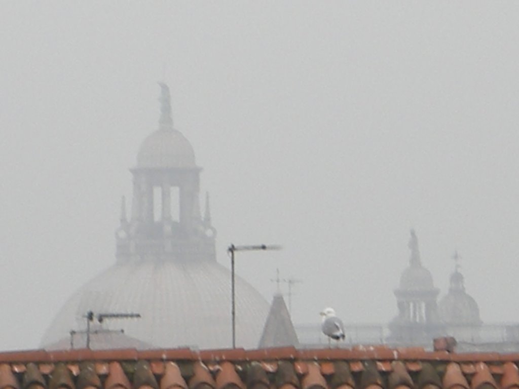 Venice views-Salute by Michele Olivo