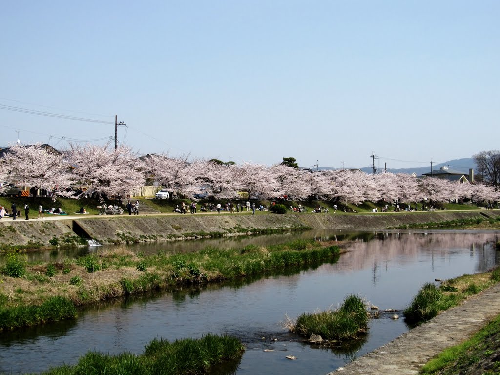 賀茂川の桜 by albireo608