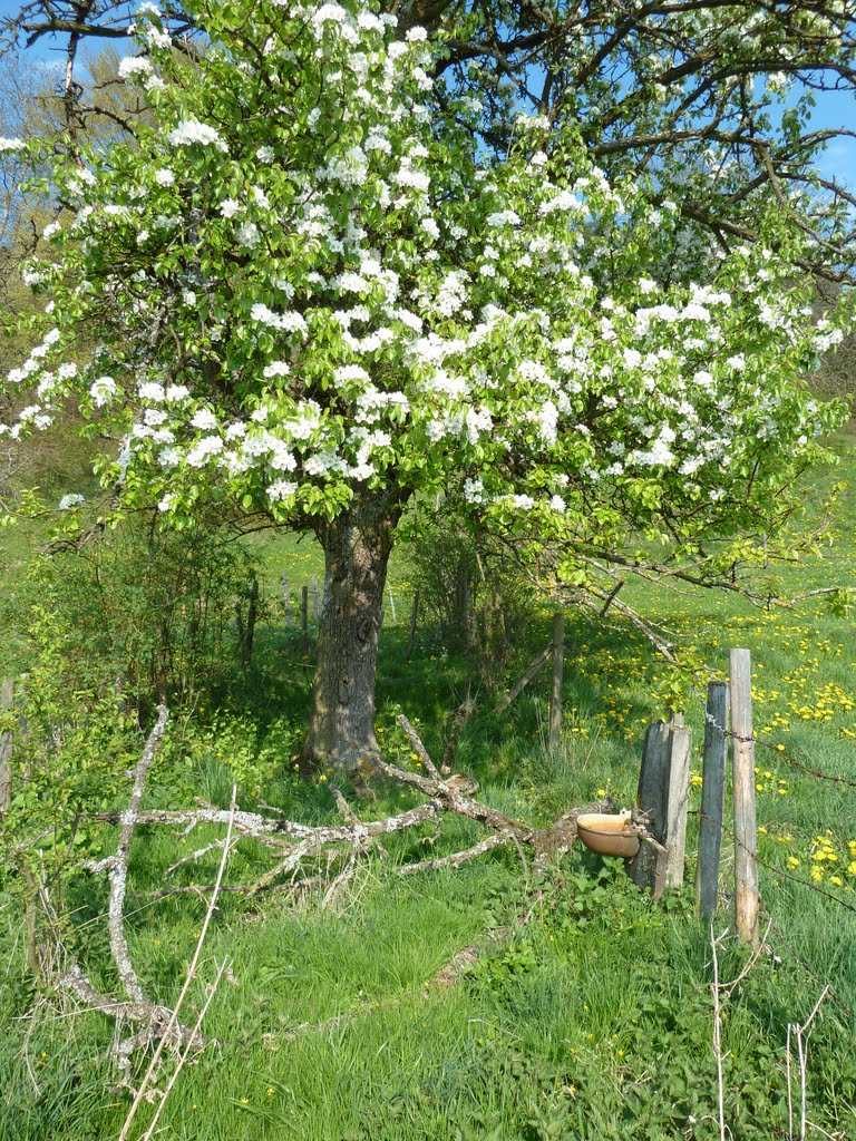 Der Birnbaum und die Tränke by agios fonasontas