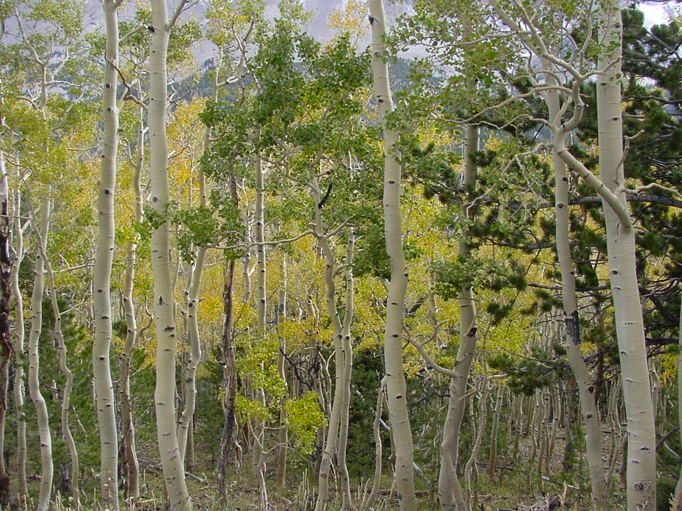 Autumn comes to Great Basin National Park- Aspens by VKeith