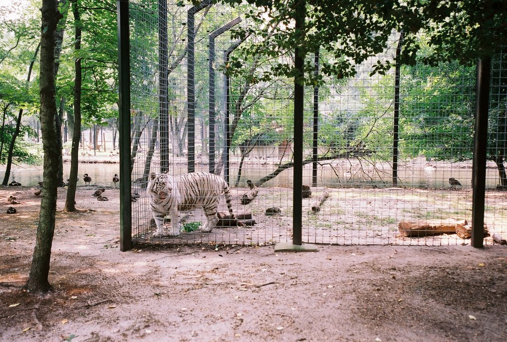 White Tiger Cage by Fuzzy6699