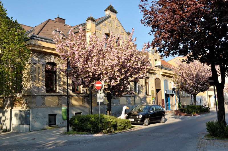 Trees in bloom by stan_nö