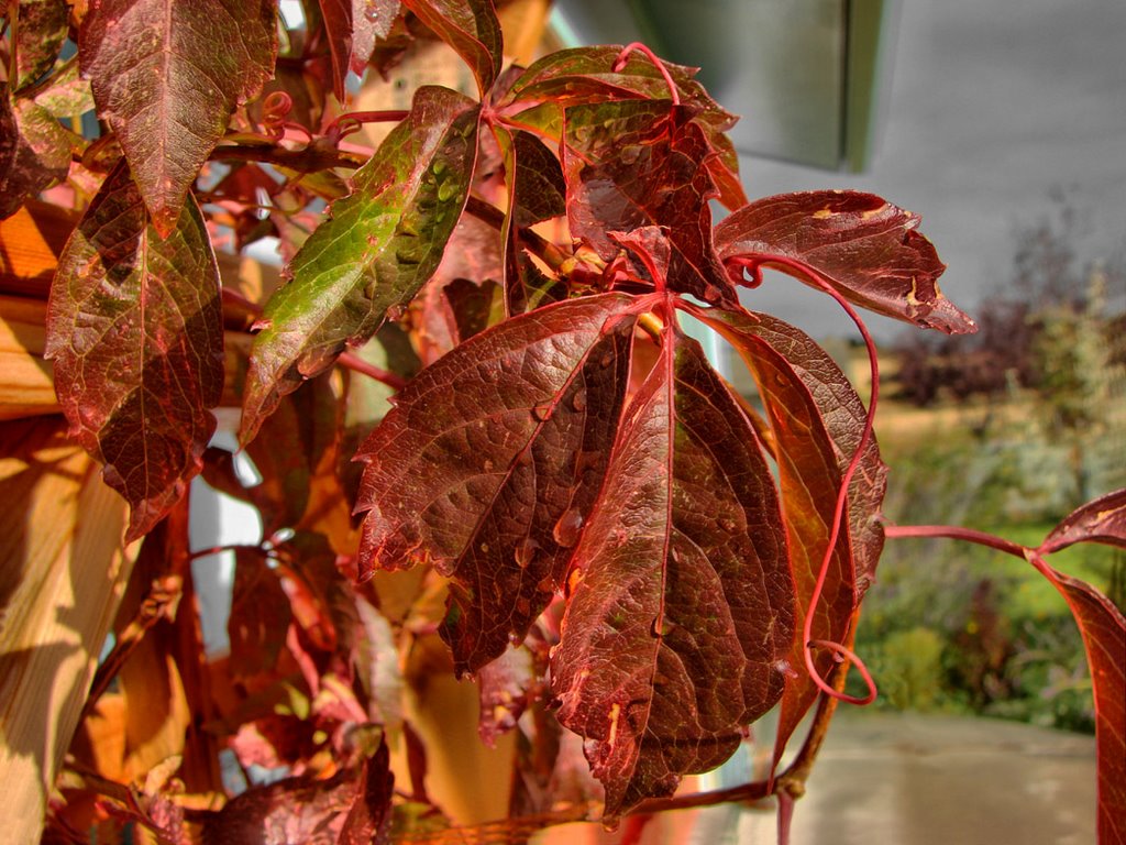 Virginia Creeper in Fall Colors by walkaboutwest