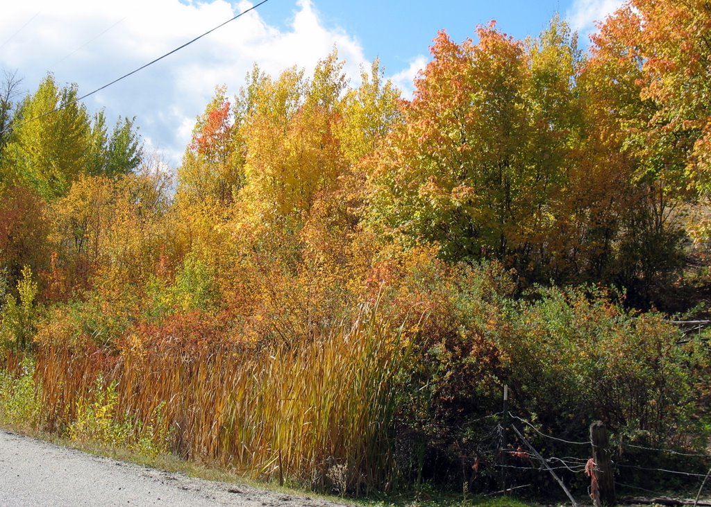 Roadside Fall Colour by Nemlander