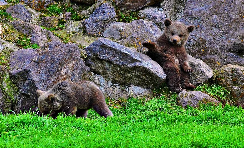 Yavru Ayılar - Baby Bears (Ankara zoo) by Mustafa Taşkın