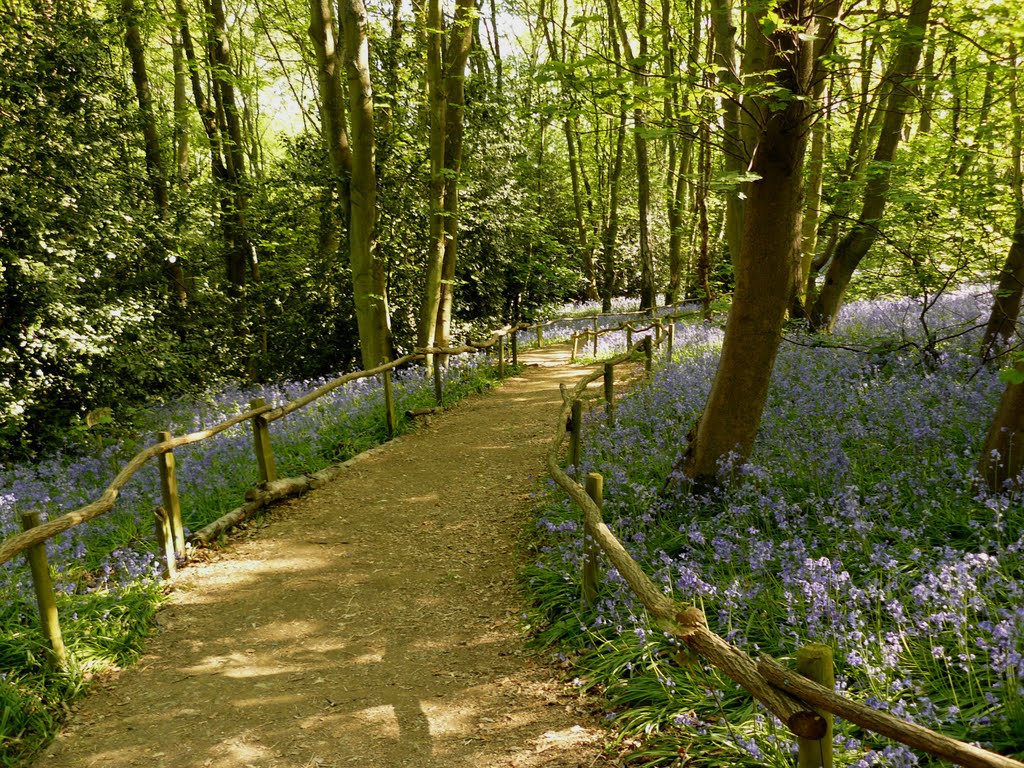 Bluebell wood by Bozor Magdi